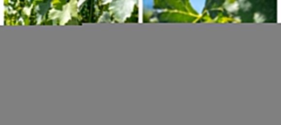 Terreno de 14 dormitorios en Radda in Chianti, Italy No. 57170 26