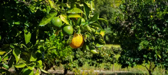 Casa T7 em Torres Novas, Portugal N.º 142157 38