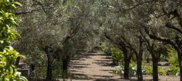 4 Schlafzimmer Villa in Montepaone, Italy, Nr. 180148 29