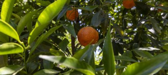 4 Schlafzimmer Villa in Montepaone, Italy, Nr. 180148 23