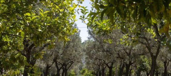 4 Schlafzimmer Villa in Montepaone, Italy, Nr. 180148 6