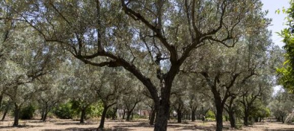 4 Schlafzimmer Villa in Montepaone, Italy, Nr. 180148 39