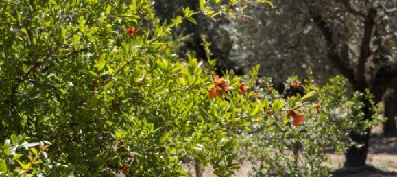 4 Schlafzimmer Villa in Montepaone, Italy, Nr. 180148 27