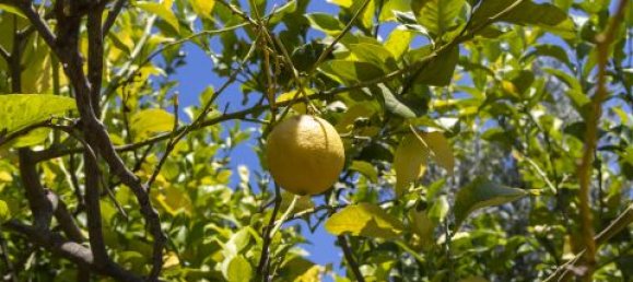 4 Schlafzimmer Villa in Montepaone, Italy, Nr. 180148 21