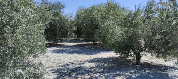 Terreno em Molina de Segura, Spain 1819 m² N.º 156196 2