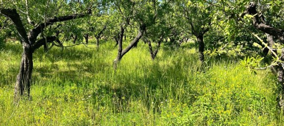 Terreno en Ostuni, Italy 8851 m² No. 131759 4