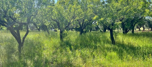Terreno en Ostuni, Italy 8851 m² No. 131759 6