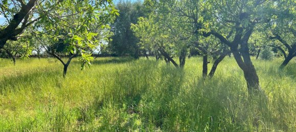 Terreno en Ostuni, Italy 8851 m² No. 131759 5