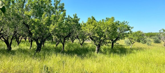 Terreno en Ostuni, Italy 8851 m² No. 131759 7
