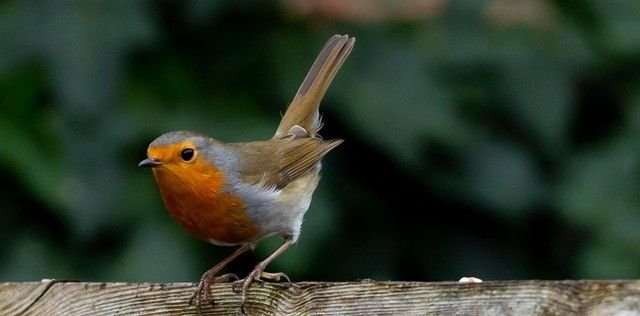 Castelos de 5 divisões em Dortmund, Germany N.º 36258