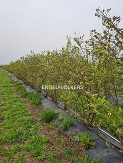 34500m² Land in Canha, Portugal No. 152066