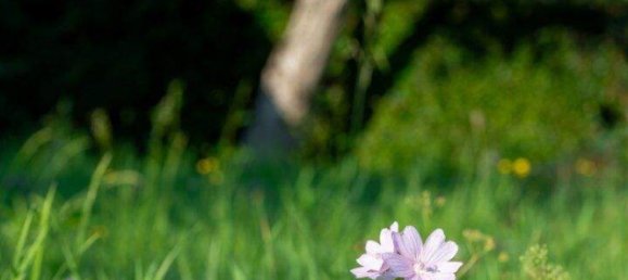  Land in Velden am Worther See, Austria No. 226364 5