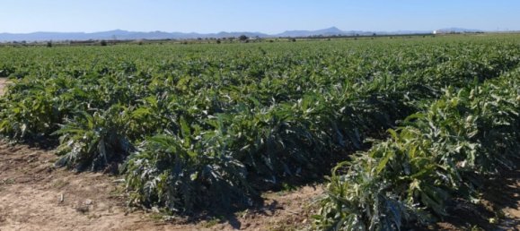 Коммерческая недвижимость в Ролдан, Испания № 291837 8