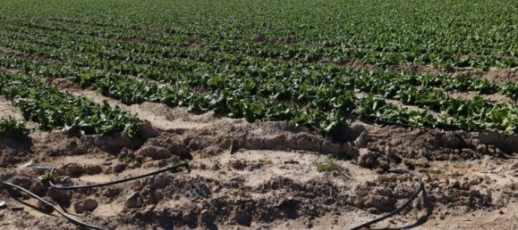 Коммерческая недвижимость в Ролдан, Испания № 291837 6