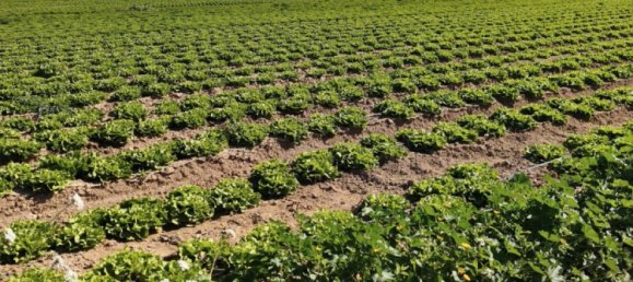 Коммерческая недвижимость в Ролдан, Испания № 291837 13