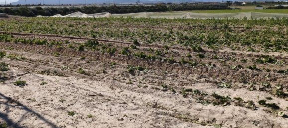 Коммерческая недвижимость в Ролдан, Испания № 291837 10