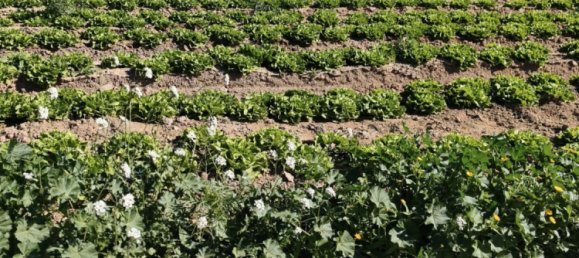 Коммерческая недвижимость в Ролдан, Испания № 291837 7