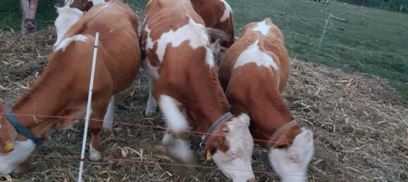 Grundstück in Alb-Donau-Kreis, Germany 35000m², Nr. 336461 7