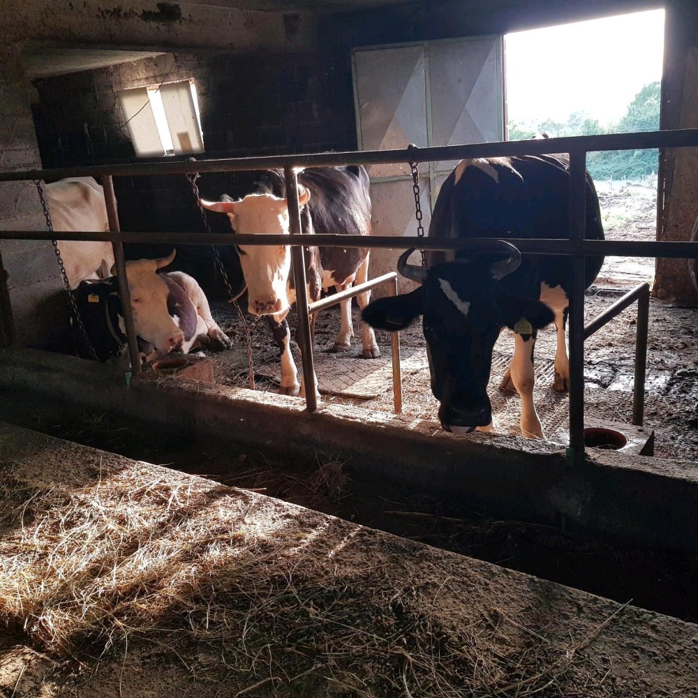 Grundstück in Alb-Donau-Kreis, Germany 35000m², Nr. 336461