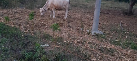 Grundstück in Alb-Donau-Kreis, Germany 35000m², Nr. 336461 9