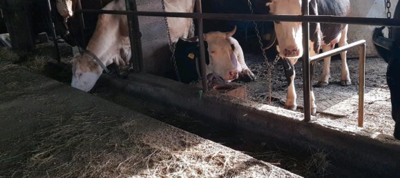 Grundstück in Alb-Donau-Kreis, Germany 35000m², Nr. 336461 5