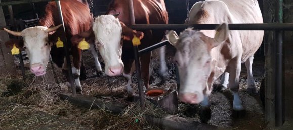 Grundstück in Alb-Donau-Kreis, Germany 35000m², Nr. 336461 3