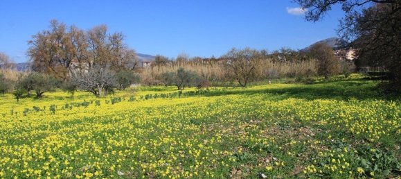  قطعة أرض في Grisolia, Italy 11150متر مربع رقم 68019 9