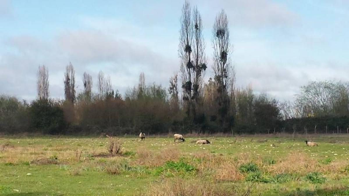 Terreno en Maule, Chile No. 893