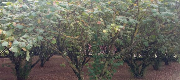 Terreno em Vetralla, Italy N.º 344351 4