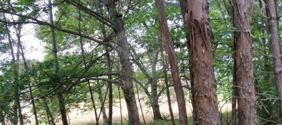 Grundstück in Beco, Portugal 6520m², Nr. 71634 17