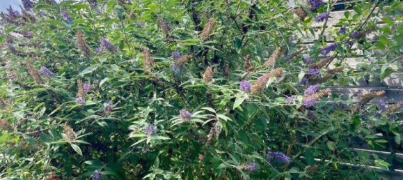 Bungalow de 4 divisões em St. Kanzian am Klopeiner See, Austria N.º 211824 24