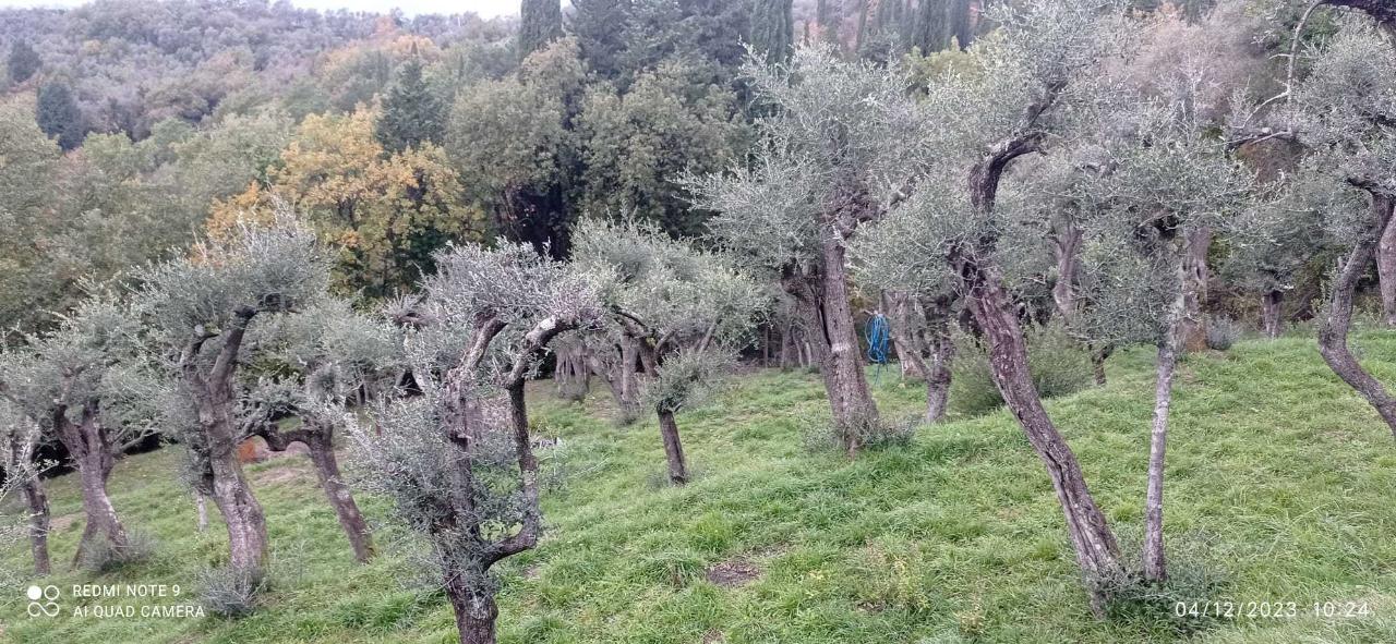 4-salle Terrain à Fosdinovo, Italy No. 106586