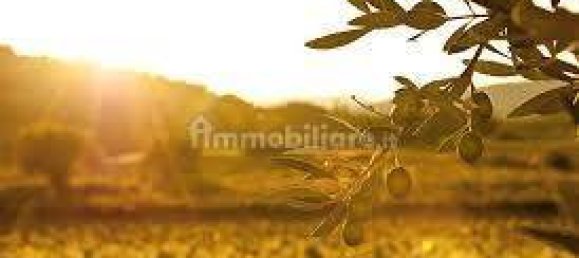 Terrain à Moscufo, Italy 43200m² No. 270004 15