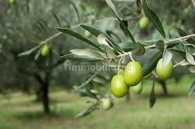 Terrain à Moscufo, Italy 43200m² No. 270004