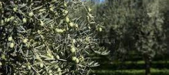 Terrain à Moscufo, Italy 43200m² No. 270004 14