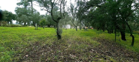 2 bedrooms House in Chamusca, Portugal No. 164800 11