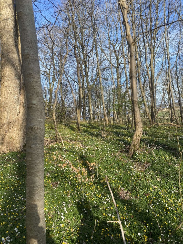  قطعة أرض في Aachen, Germany رقم 368004