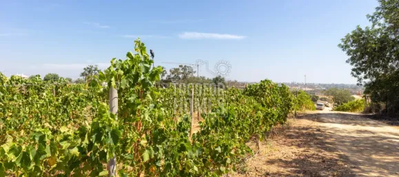 39 bedrooms Land in Guia, Portugal No. 10071 26