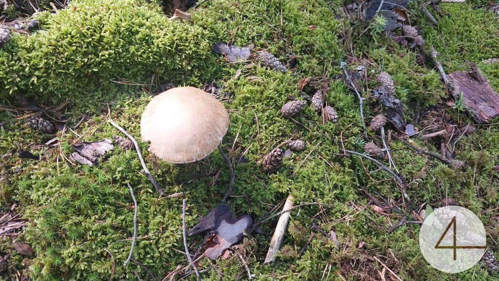 Terreno en Krumau am Kamp, Austria No. 122384