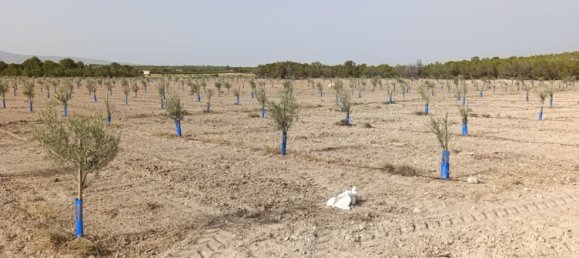 Land in Jumilla, Spain No. 164598 3