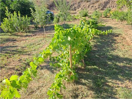 Terreno em Azinhal, Portugal 1580 m² N.º 52056