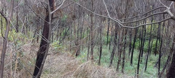 3 bedrooms House in Serta, Portugal No. 32050 8