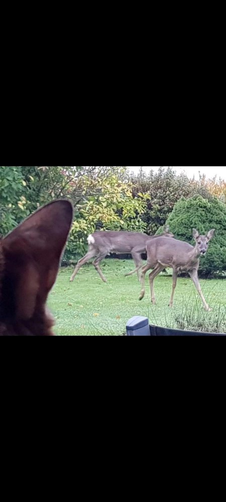 Дом с 5 комнатами в Меркиш, Германия № 337040