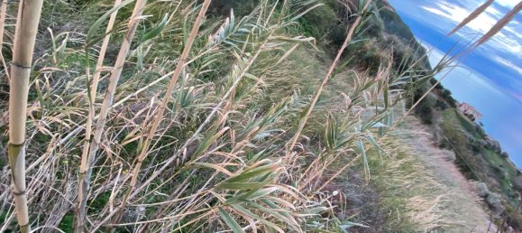 قطعة أرض في Amantea, Italy 1000متر مربع رقم 254180 4