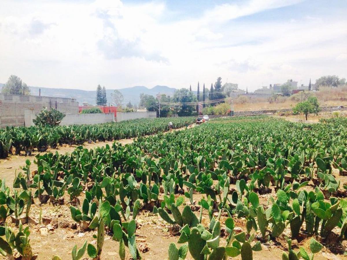 Terrain à Mexico No. 205656