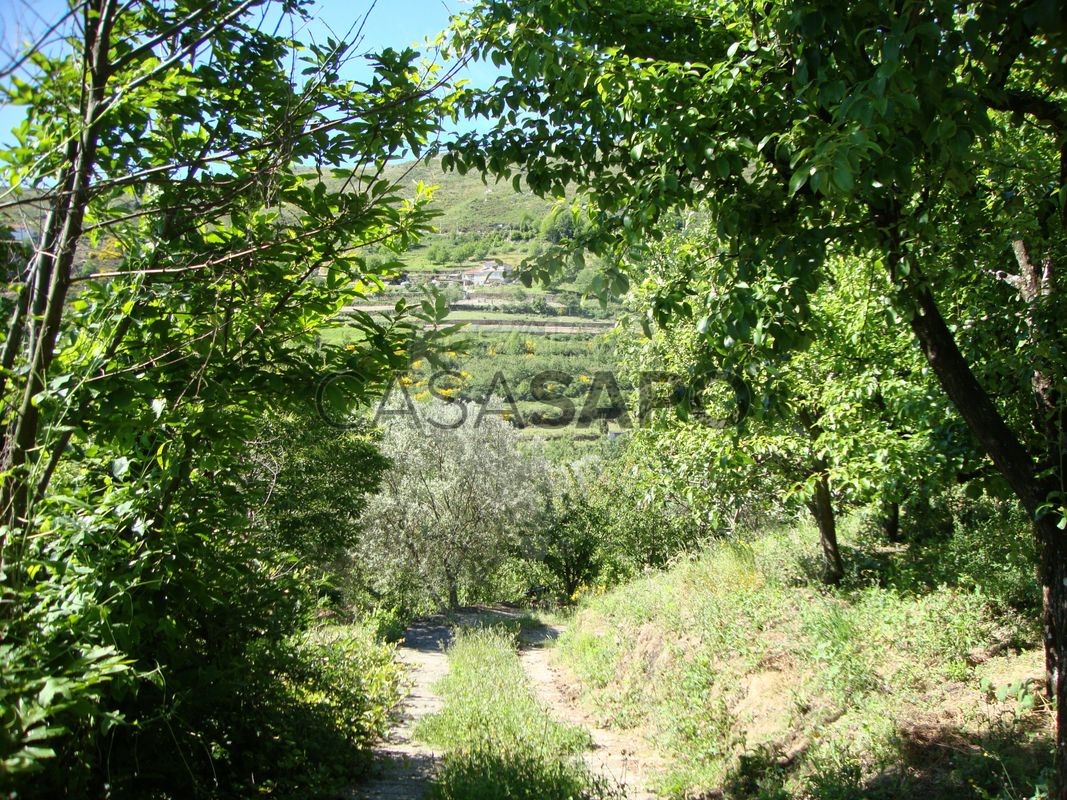 Terrain à Lamego, Portugal No. 320517