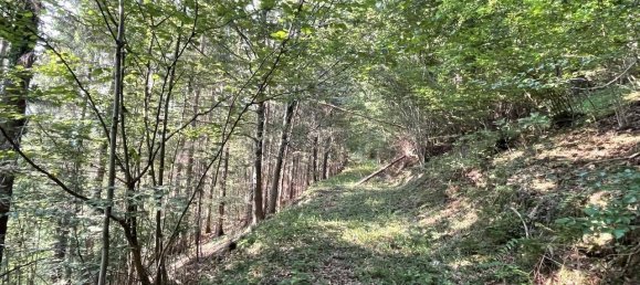 Grundstück in Hitzendorf, Austria 101553m², Nr. 216658 13