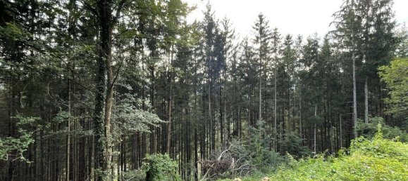 Grundstück in Hitzendorf, Austria 101553m², Nr. 216658 3