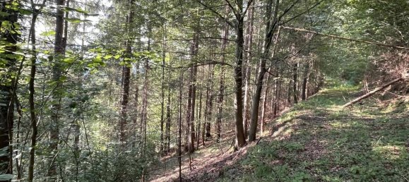 Grundstück in Hitzendorf, Austria 101553m², Nr. 216658 14