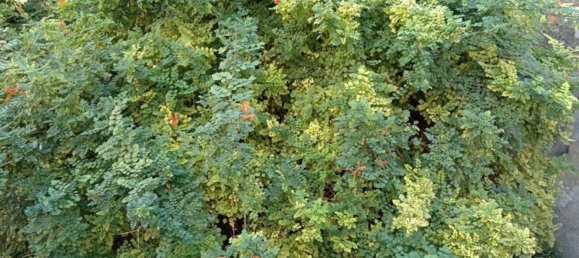 Gebäude in Canicattini Bagni, Italy 410m², Nr. 117514 39